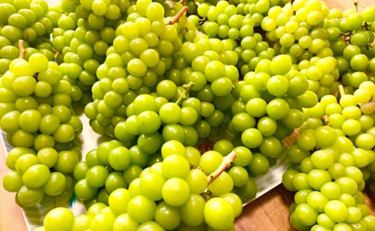 シャインマスカット🍇